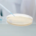 10pcs Pre-Poured Agar Plates Labs Petri Dishes with Agar General Growth /Medium Laboratory Plants Cell Tissue Petri Dishes